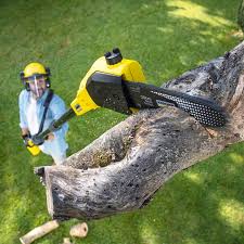 Best Lawn Mowing  in Ben Avon, SC