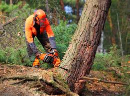 Best Tree Risk Assessment  in Ben Avon, SC