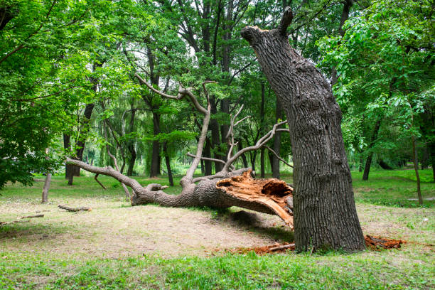 Best Root Management and Removal  in Ben Avon, SC