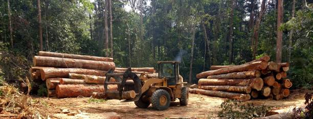 Grass Overseeding in Ben Avon, SC
