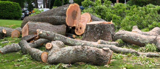 Professional Tree Care in Ben Avon, SC