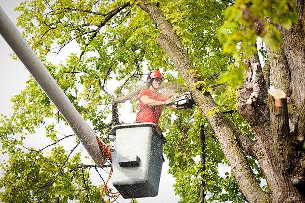 How Our Tree Care Process Works  in  Ben Avon, SC